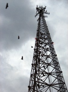 290822052_cccfe6d6ee_o